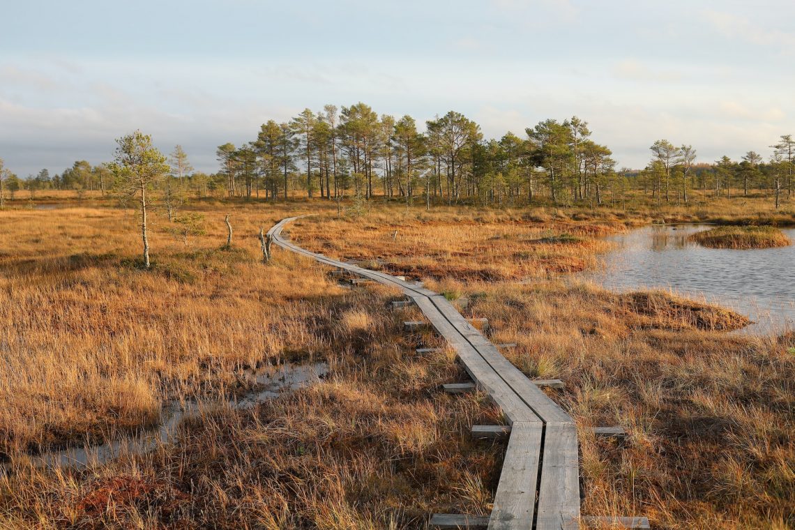 Visit Estonia: forests and bogs