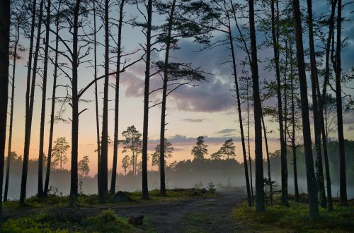 Estonia: forests